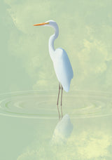 Heron Poster och Canvastavla