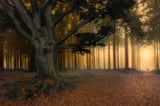 To the light......... Poster och Canvastavla