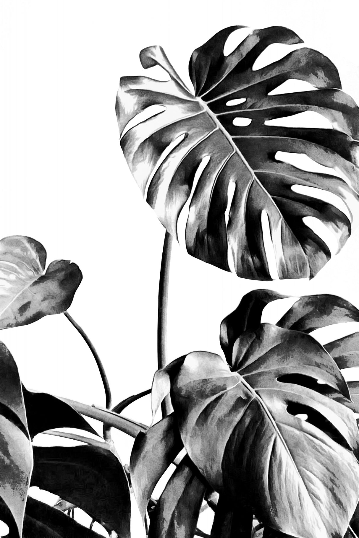 Monstera Black and White 07 Poster och Canvastavla