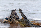 Crocodile Killing Poster och Canvastavla