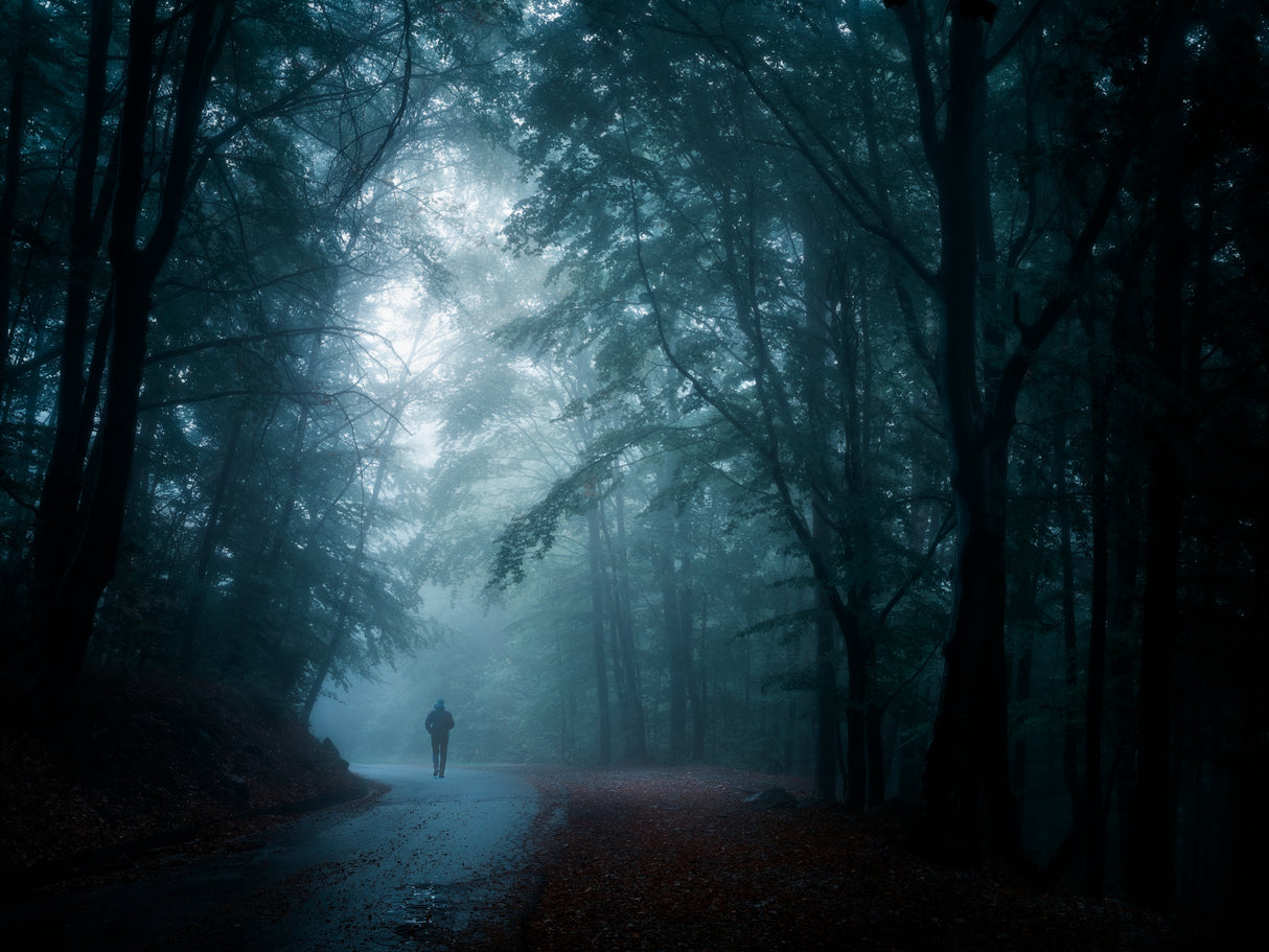 Wet forest Poster och Canvastavla