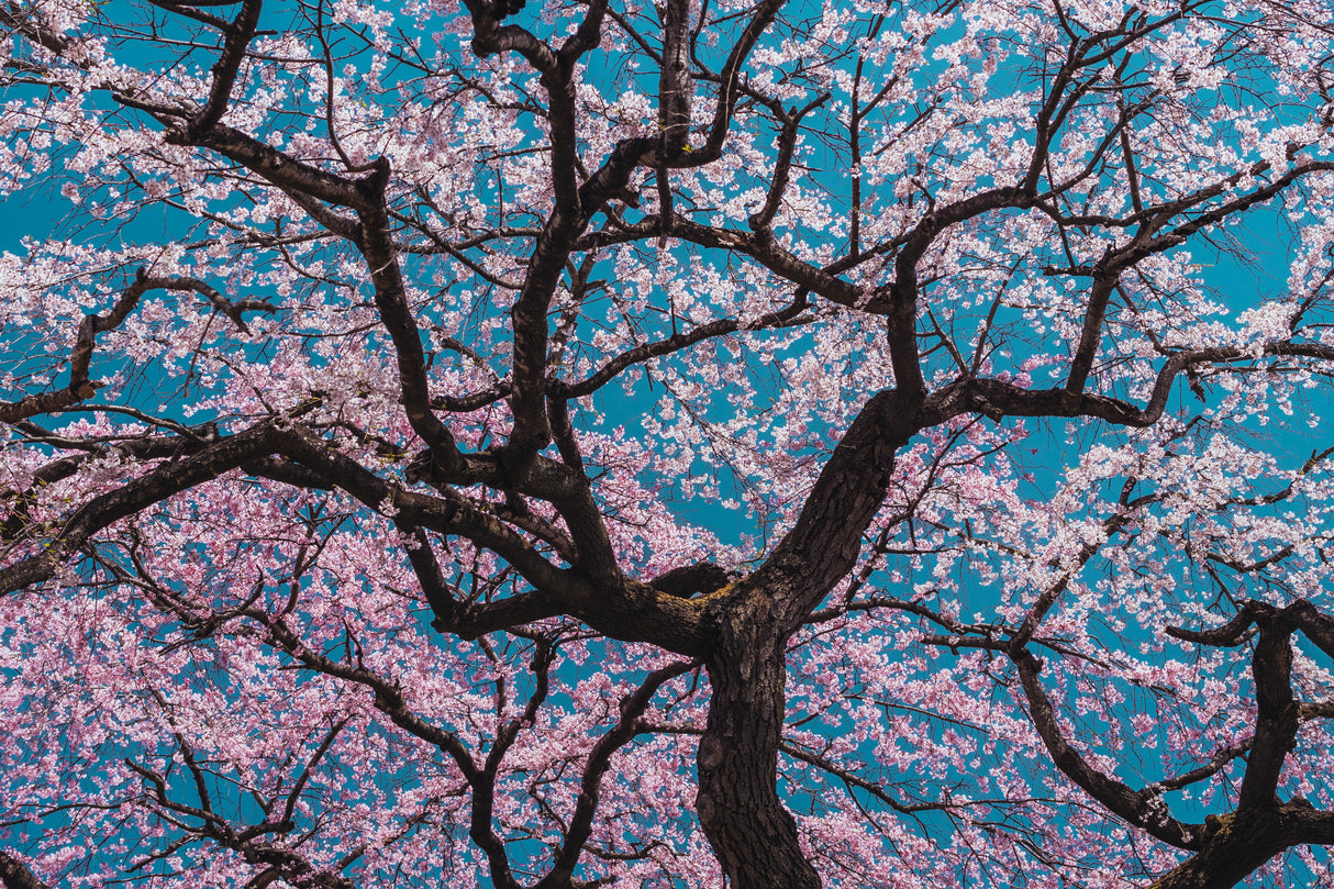 SAKURA Poster och Canvastavla