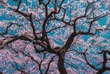 SAKURA Poster och Canvastavla