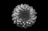 Dahlia Poster och Canvastavla