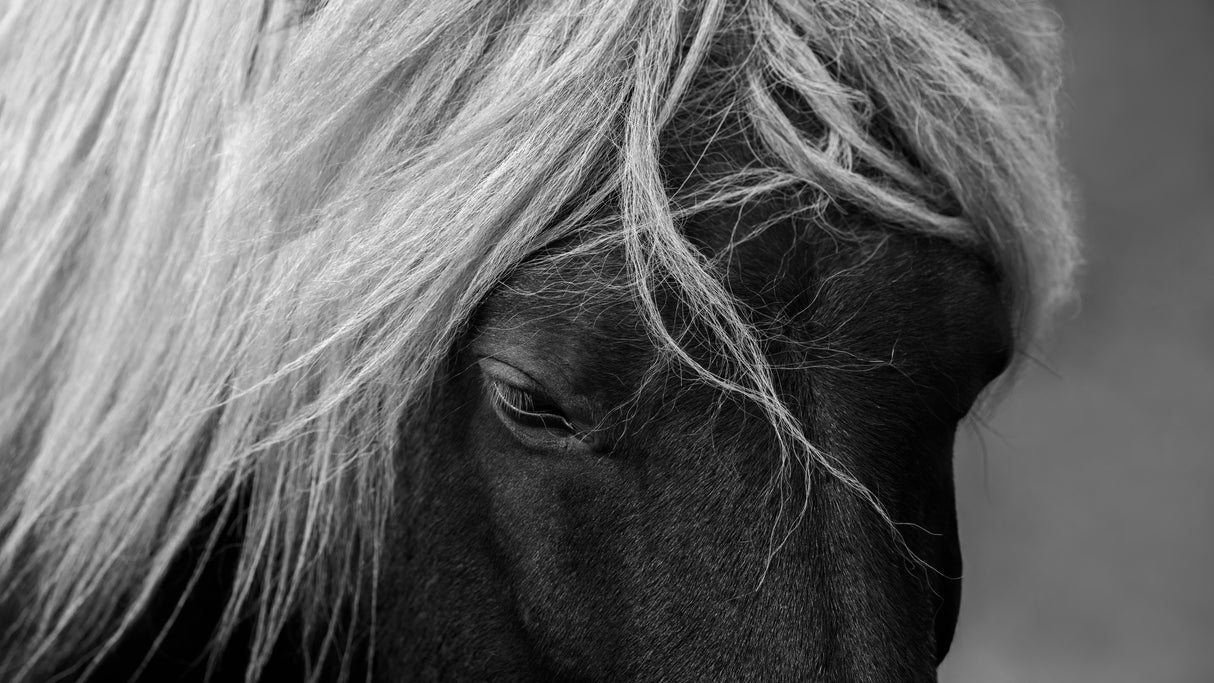 Dark Angel Poster och Canvastavla