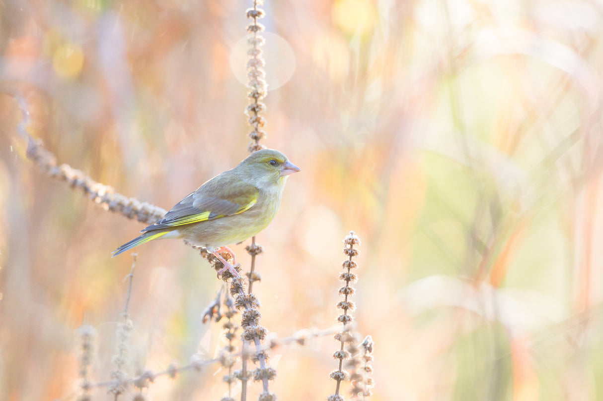 green finch Poster och Canvastavla