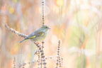 green finch Poster och Canvastavla