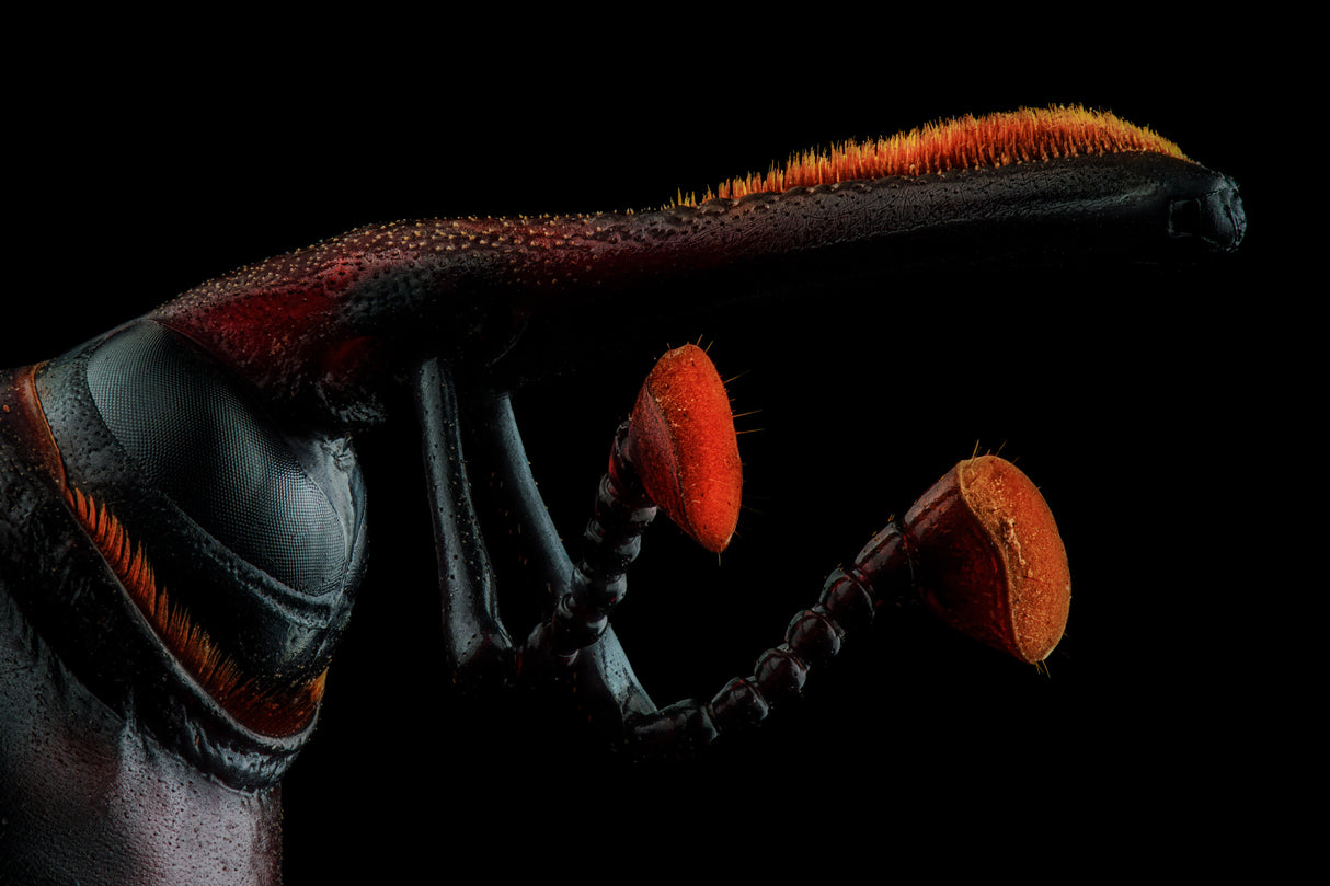 Rhynchoporus Ferrugineus Poster och Canvastavla