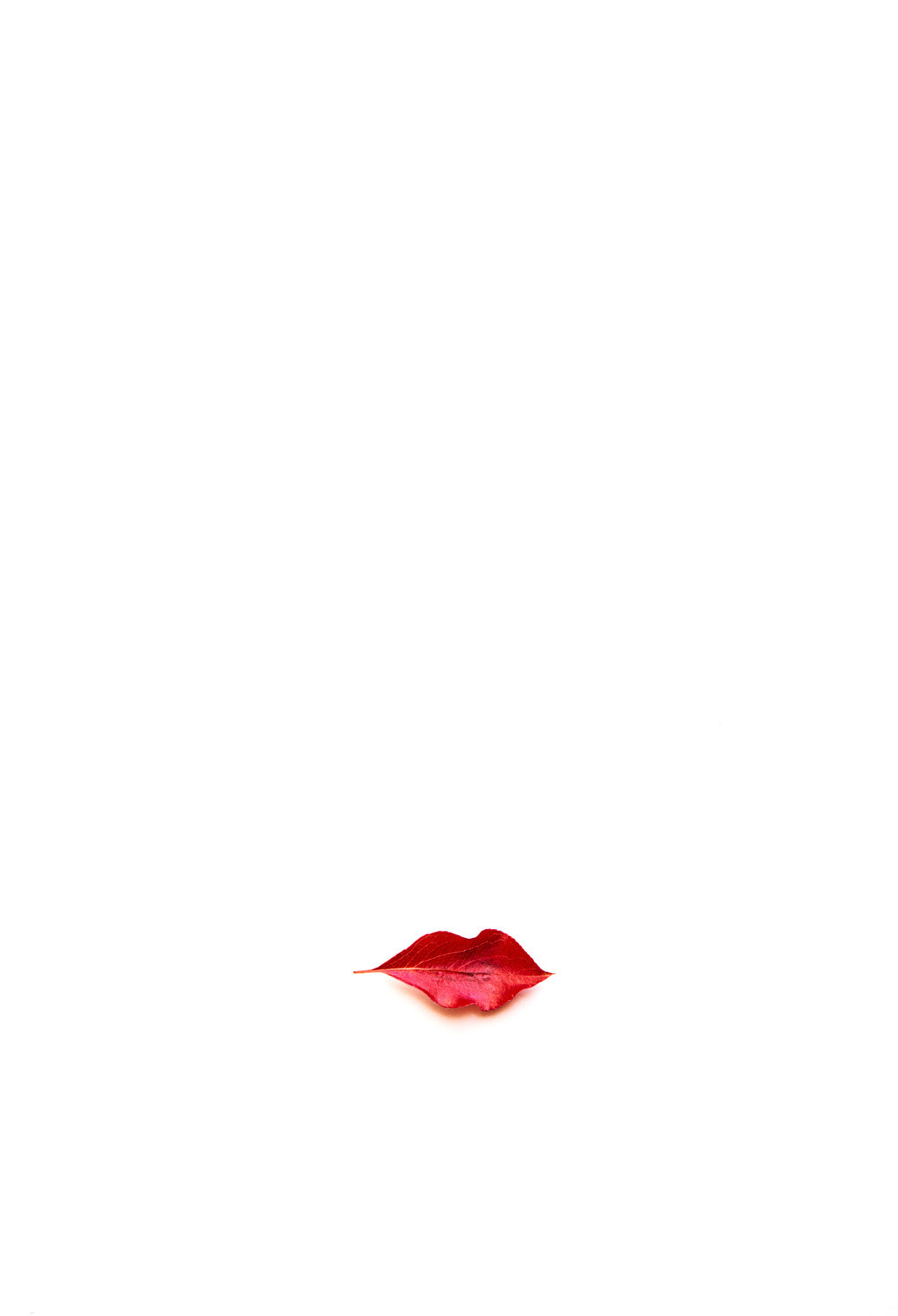 Autumn Kiss Poster och Canvastavla