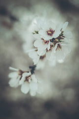 Almond Blossoms Poster och Canvastavla
