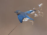 Bluebird on dry grass in winter Poster och Canvastavla