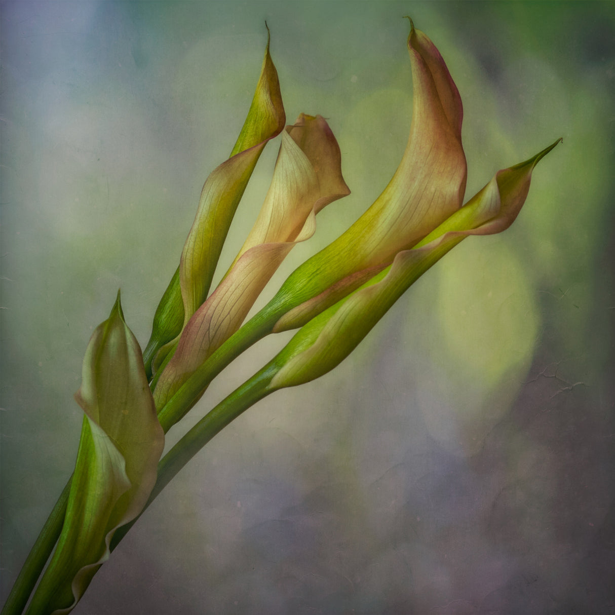 Calla Lily Poster och Canvastavla