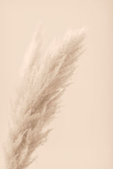 Pampas Grass Beige 07 Poster och Canvastavla
