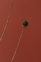 Thistle Rust Red 03 Poster och Canvastavla