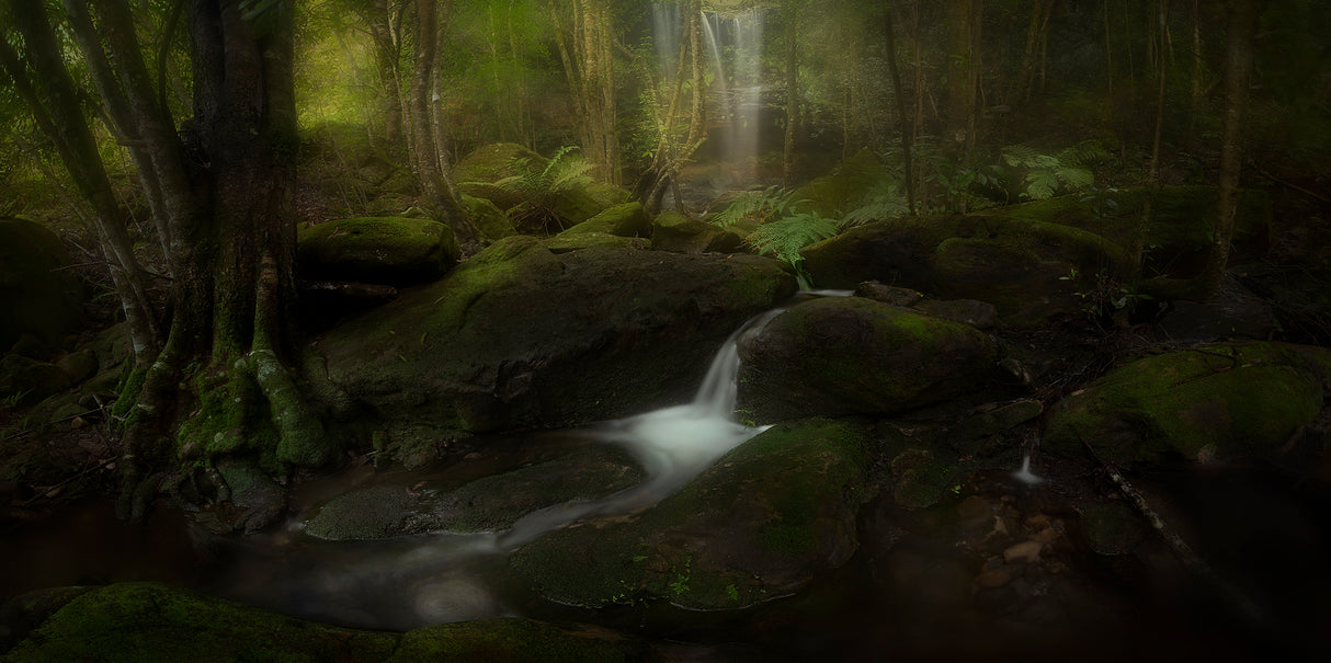 Deep in the Forest Poster och Canvastavla