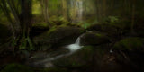 Deep in the Forest Poster och Canvastavla