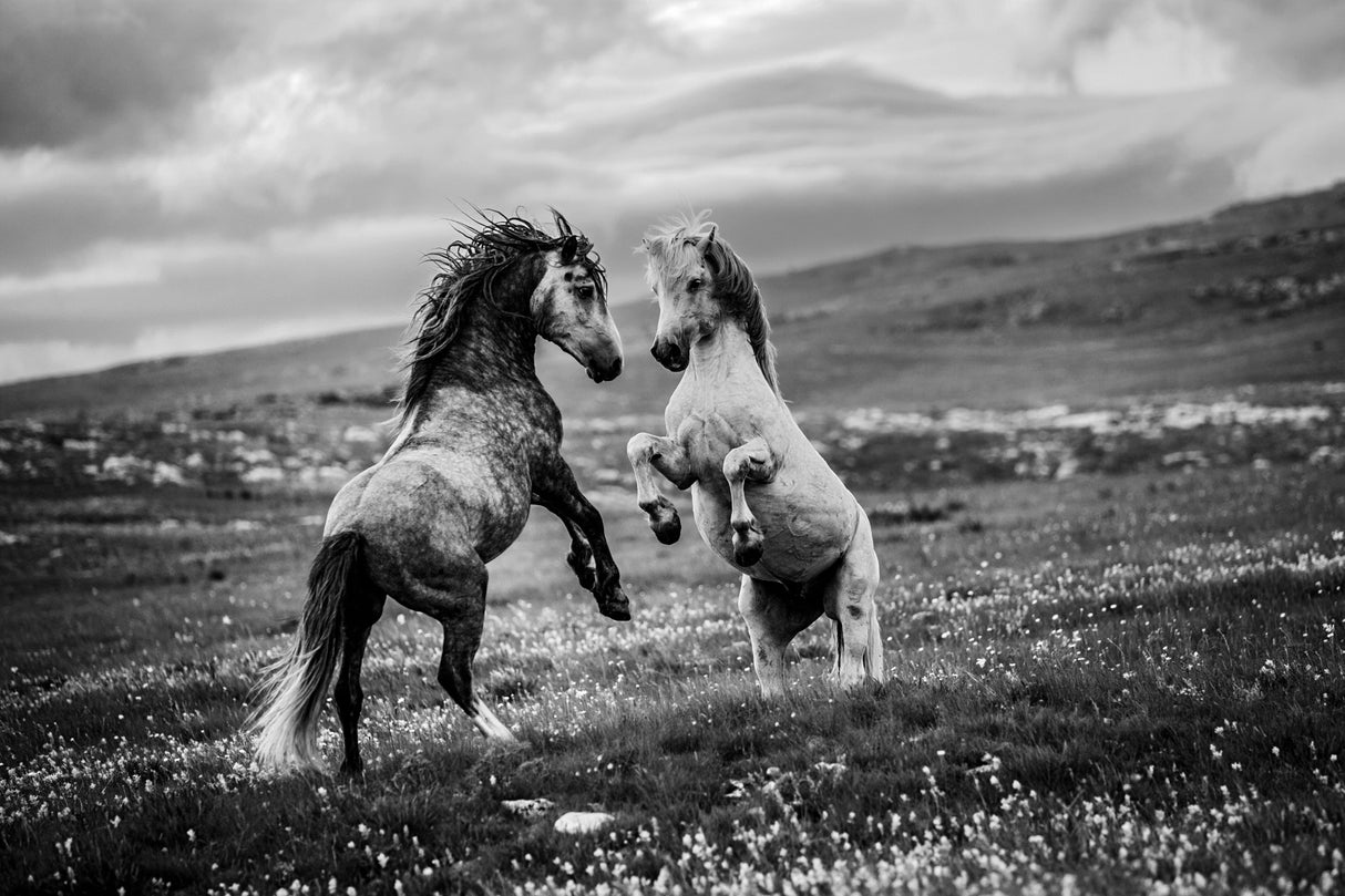 Wild and free Poster och Canvastavla