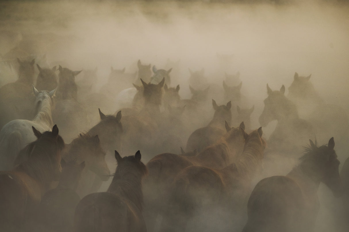 in dust Poster och Canvastavla