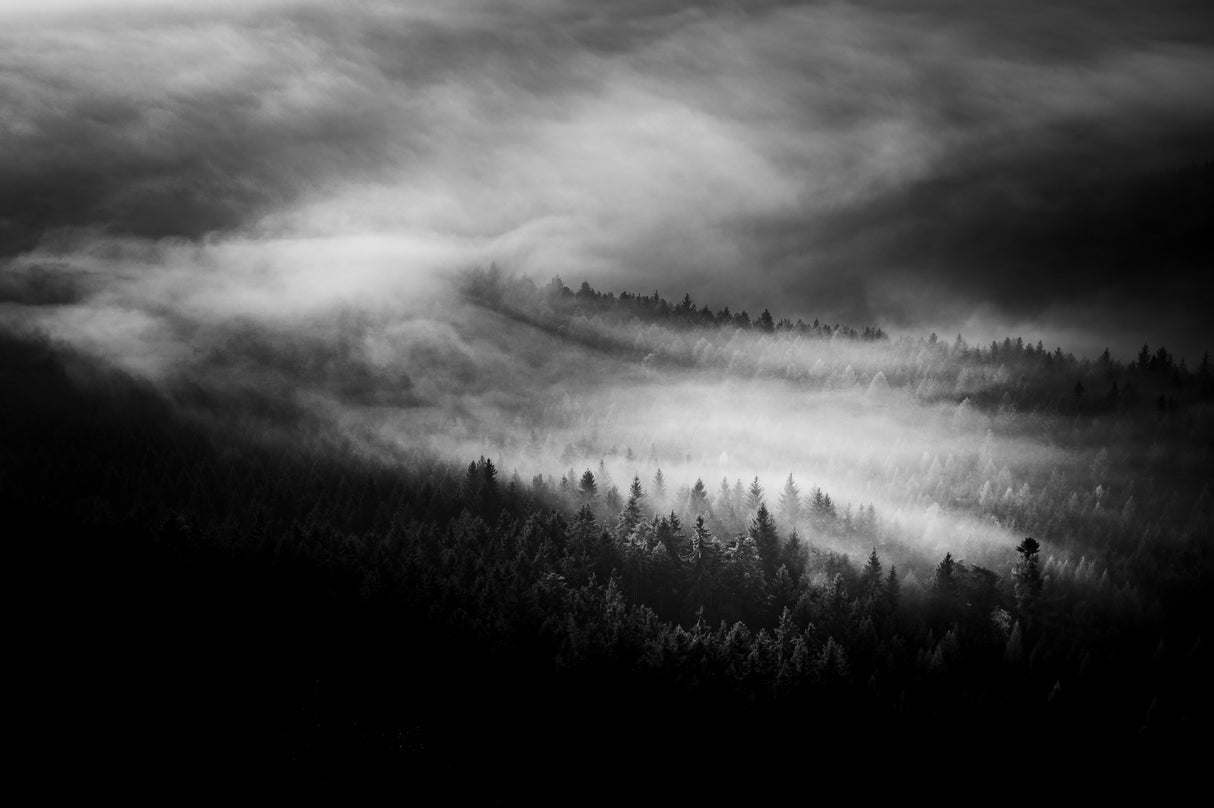 Forest Poster och Canvastavla