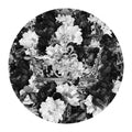 Bowie Blooms &amp; Crown Black &amp; White Poster och Canvastavla