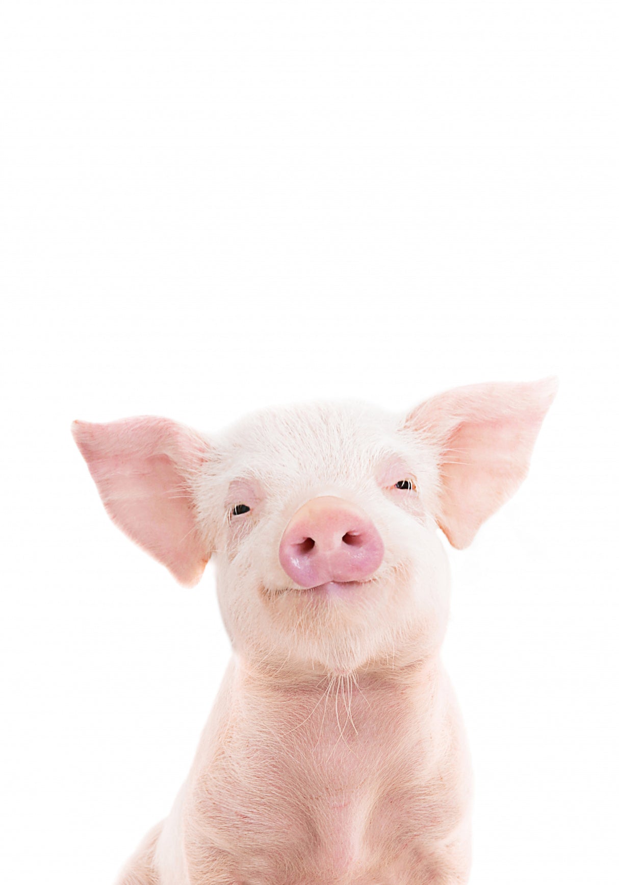 Baby Pig Poster och Canvastavla