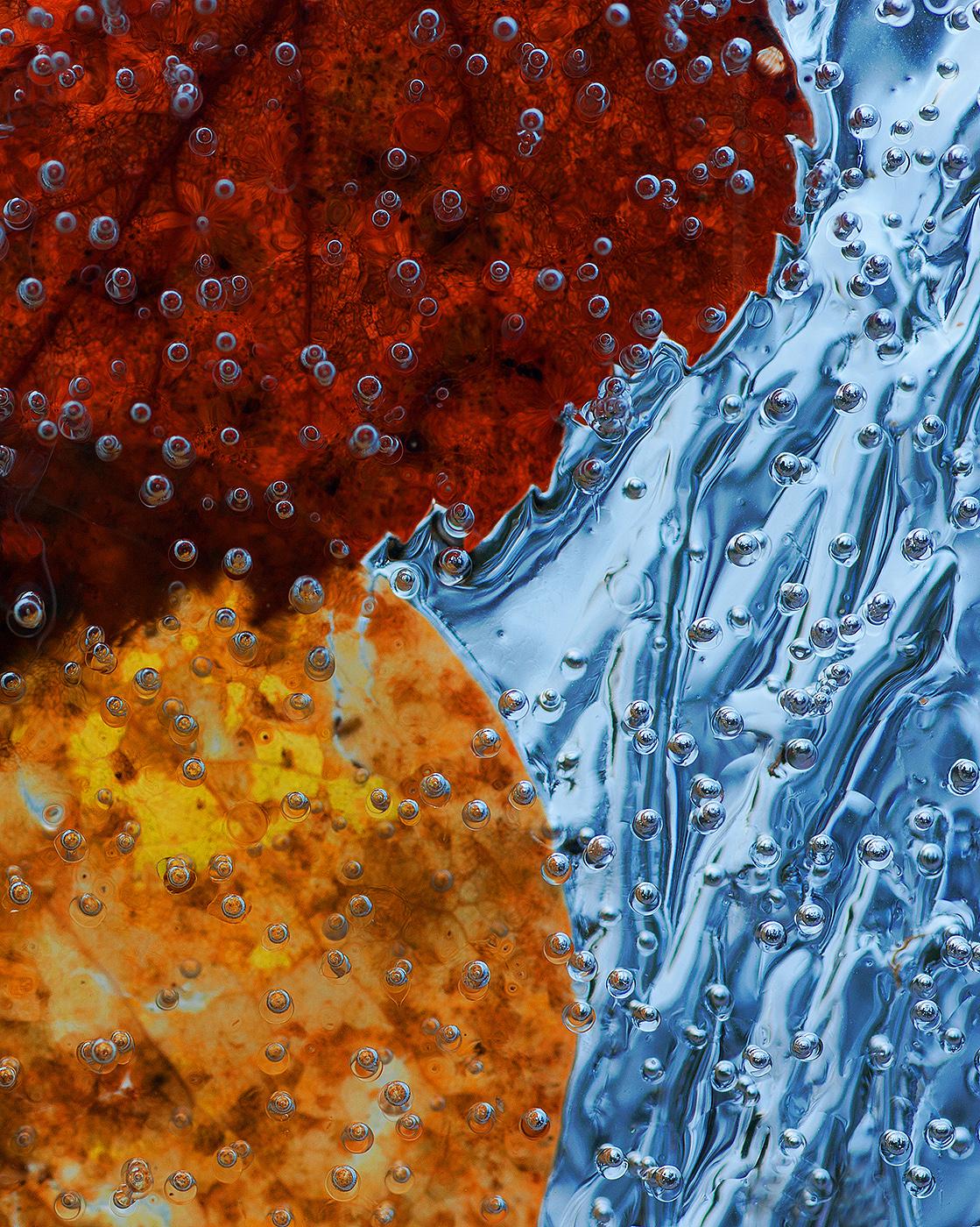 leaves frozen in ice Poster och Canvastavla