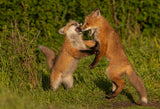 Red fox Poster och Canvastavla