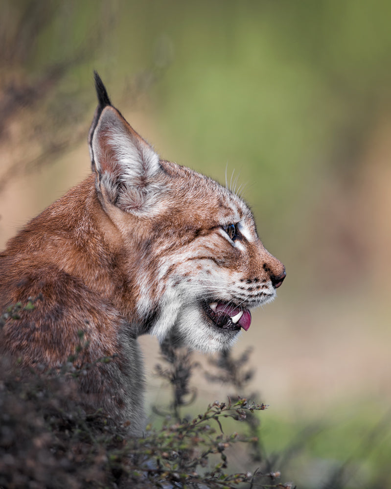 Lynx Poster och Canvastavla