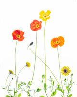 Flowers Poster och Canvastavla