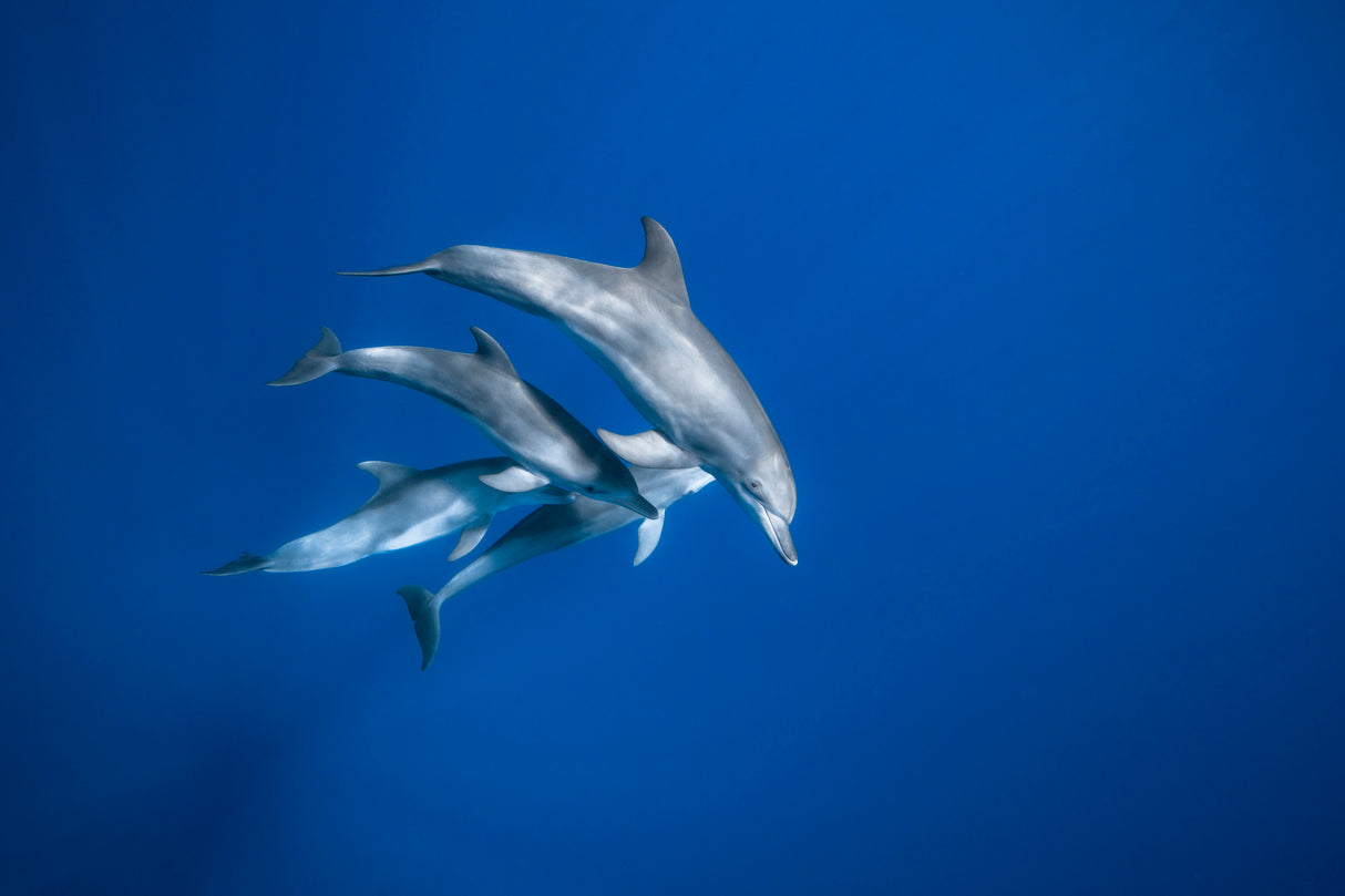Bottlenose dolphin family Poster och Canvastavla
