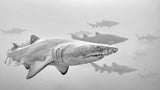 Sharks on their mission Poster och Canvastavla