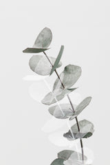 Eucalyptus Creative 05 Poster och Canvastavla