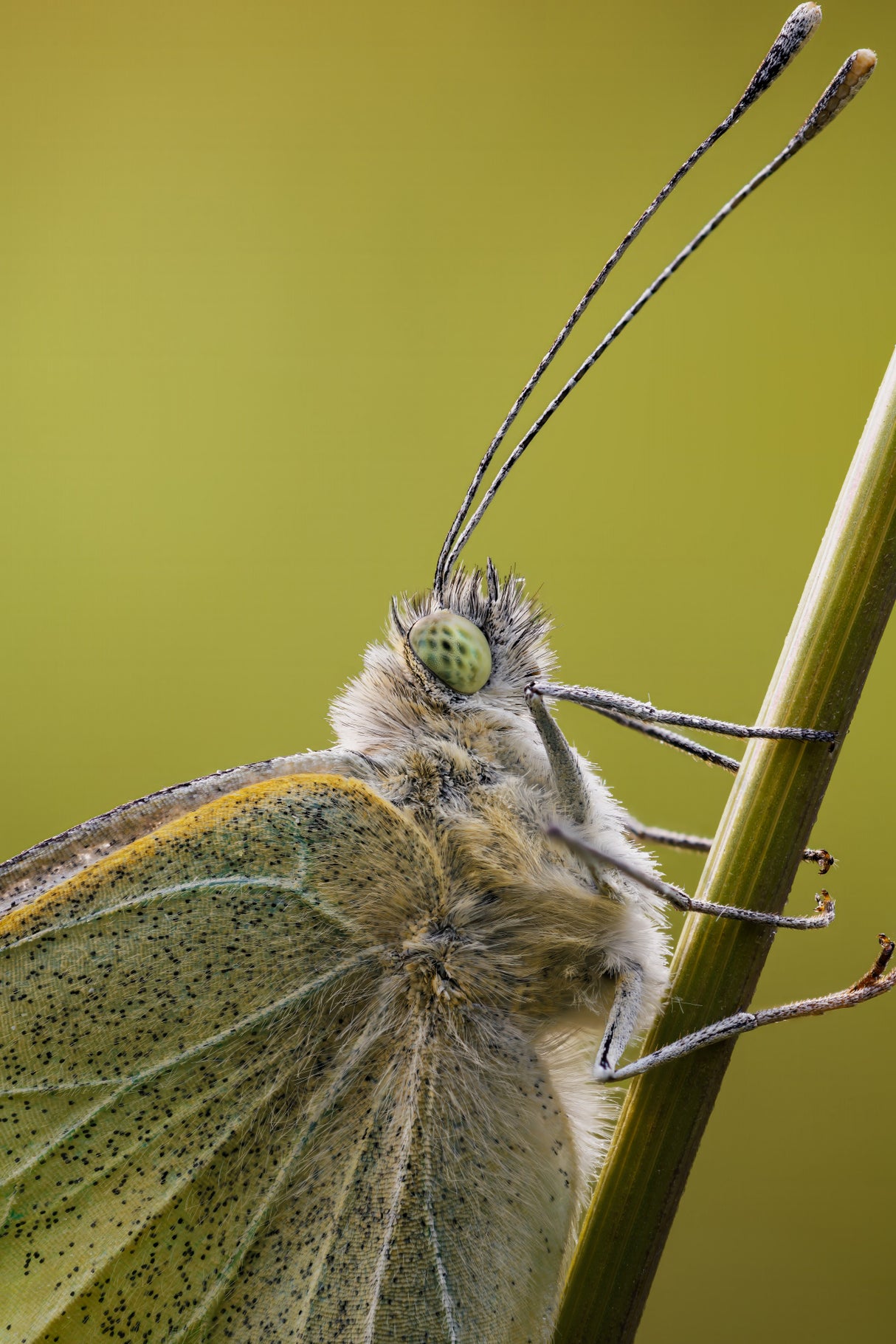 Close-up of a cabbage white Poster och Canvastavla