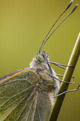 Close-up of a cabbage white Poster och Canvastavla