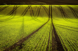 Tracks Poster och Canvastavla
