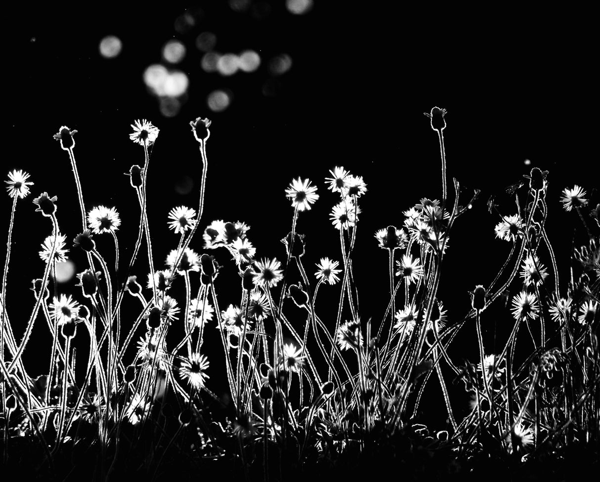 The Little Flowers Poster och Canvastavla