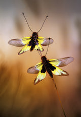 Owlflies Poster och Canvastavla