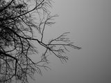 tree branch and sky Poster och Canvastavla