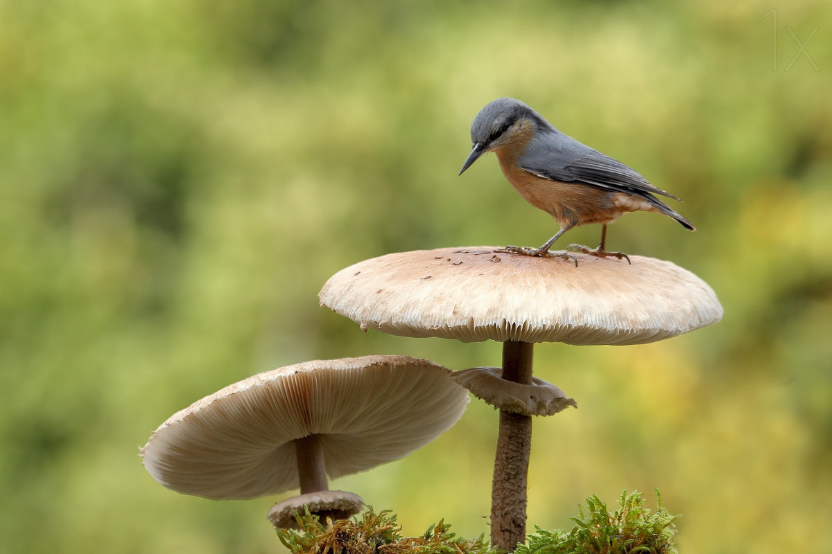 Nuthatch in autumn Poster och Canvastavla