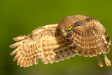 Flying Baby Burrowing OWl Poster och Canvastavla