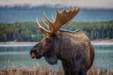 Moose Poster och Canvastavla