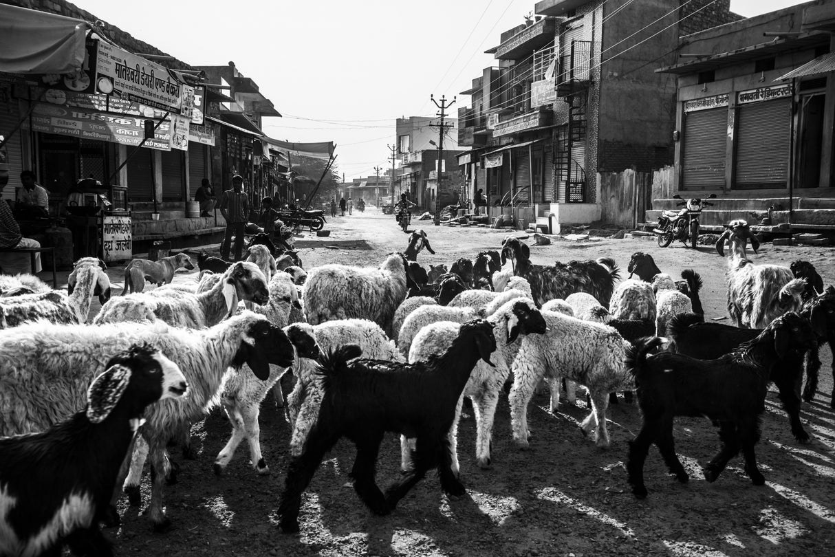 A Flock of Sheep in Rohet Village Poster och Canvastavla