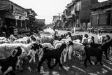 A Flock of Sheep in Rohet Village Poster och Canvastavla