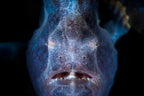Close up : Frogfish Poster och Canvastavla