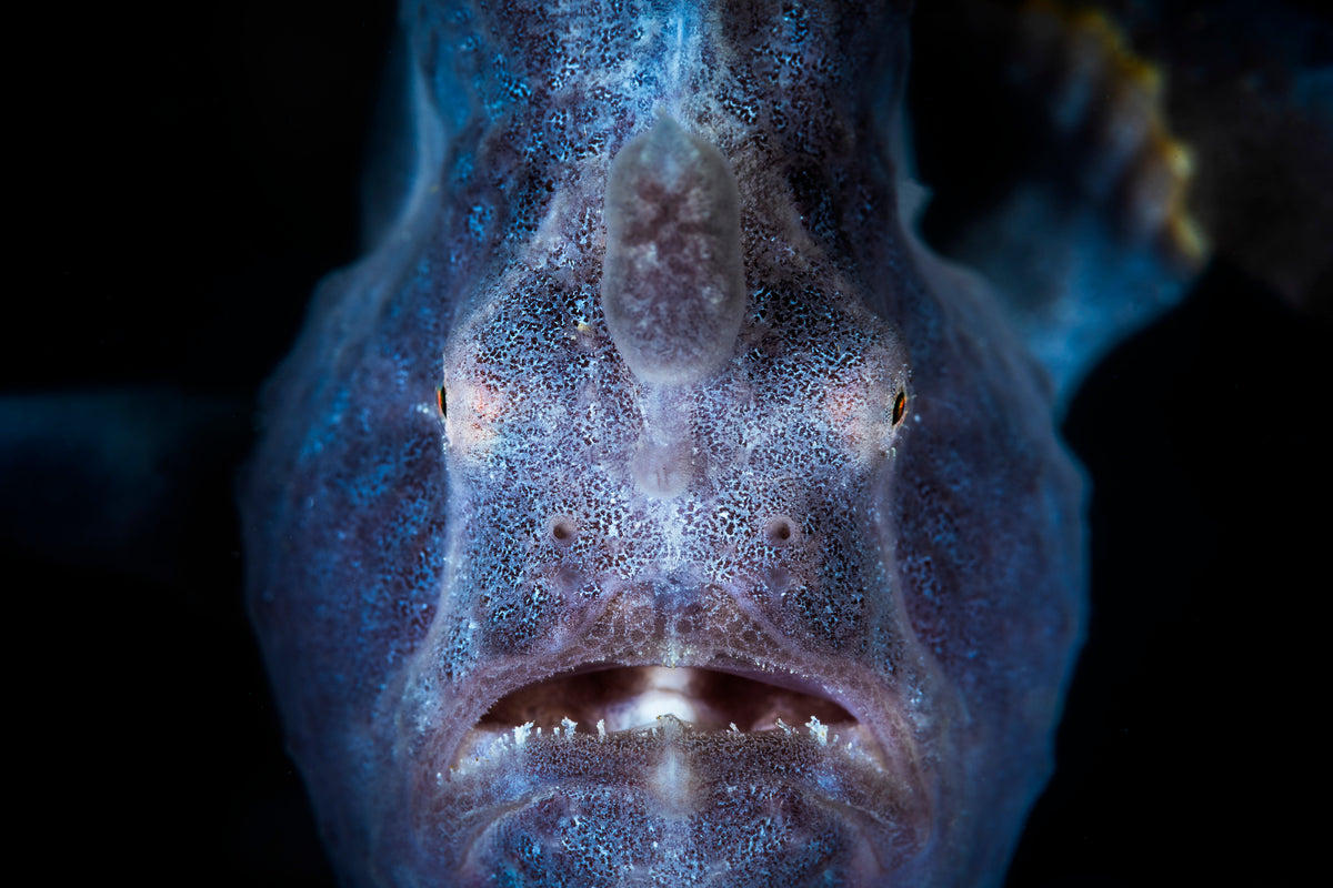 Close up : Frogfish Poster och Canvastavla
