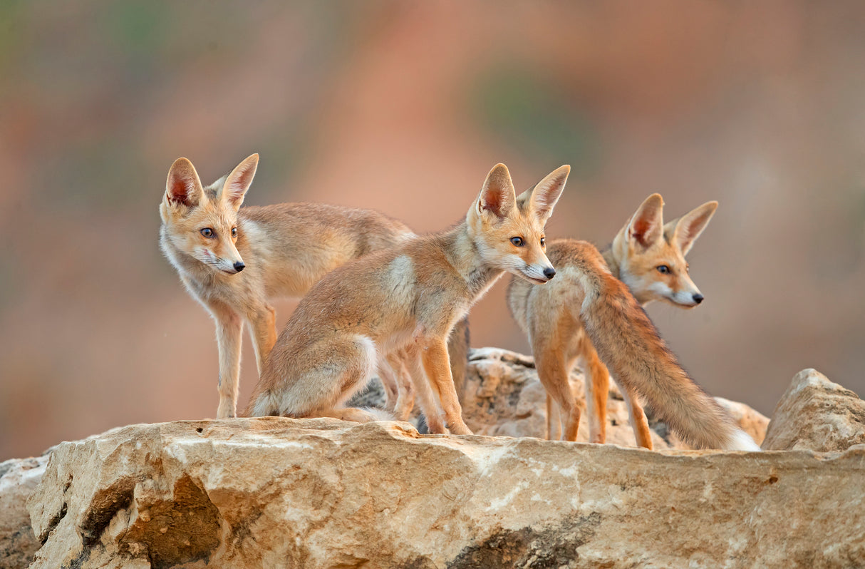 FOXES. Juveniles Poster och Canvastavla