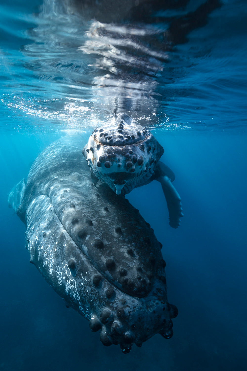 Humpback whale and calf Poster och Canvastavla