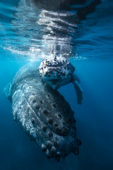Humpback whale and calf Poster och Canvastavla