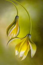 Tulipa Poster och Canvastavla