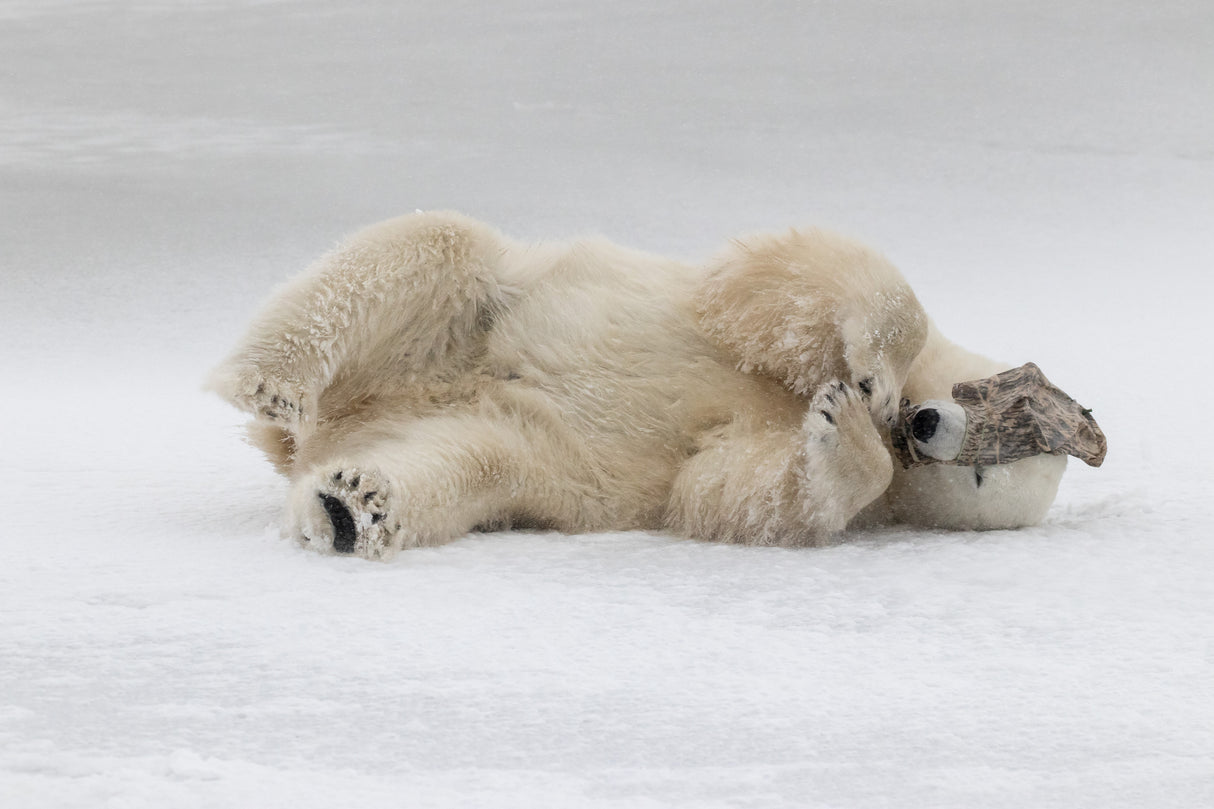 Shy Bear Poster och Canvastavla